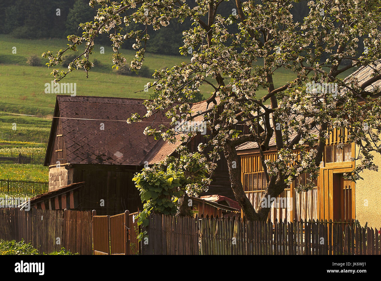 Slowakei, Cicmany, Ruf Briketts, Gartenzaun, Baum, Europa Republik, Slovaque Slovenská Republika, Zentralslowakei, Karpaten, Ort, Dorf, Häuser, Wohnhäuser, Garten, Thousand Oaks Real, Frühling Banque D'Images