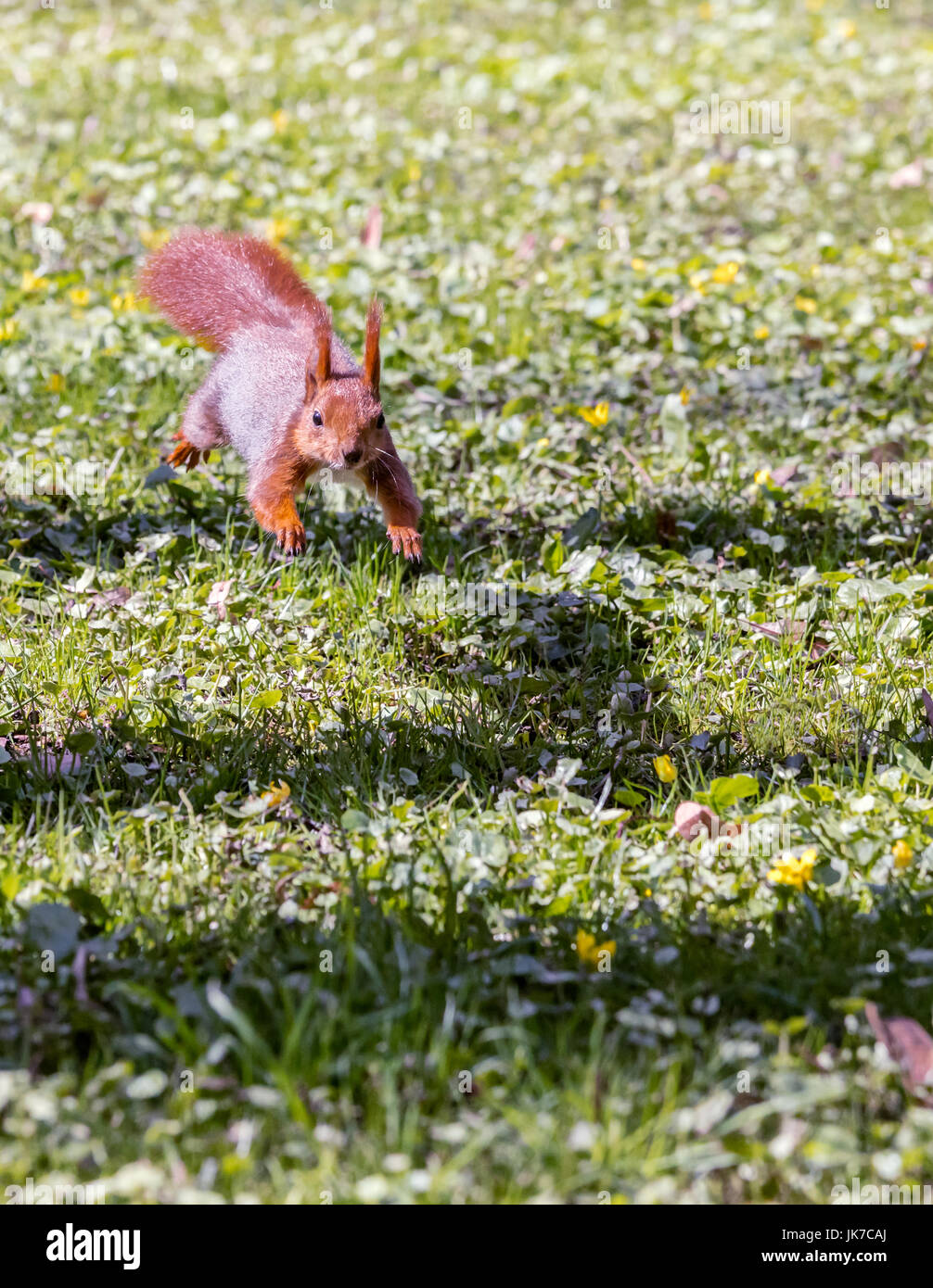 Très vite les jeunes écureuils tournant in Green grass in park Banque D'Images