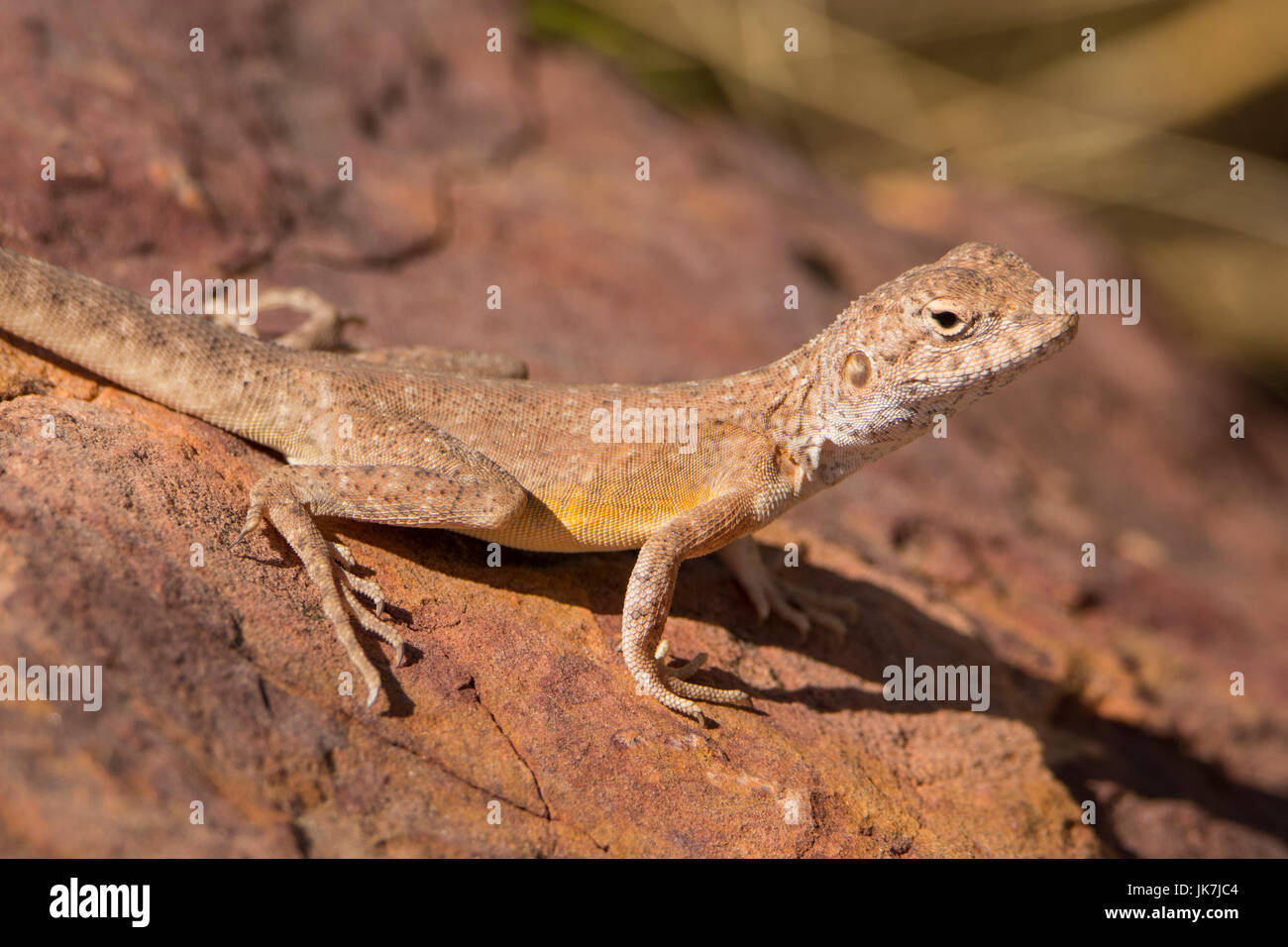 Ring-tailed Dragon, Ctenophorus caudicinctus Boodjamulla à National Park, Queensland, Australie Banque D'Images