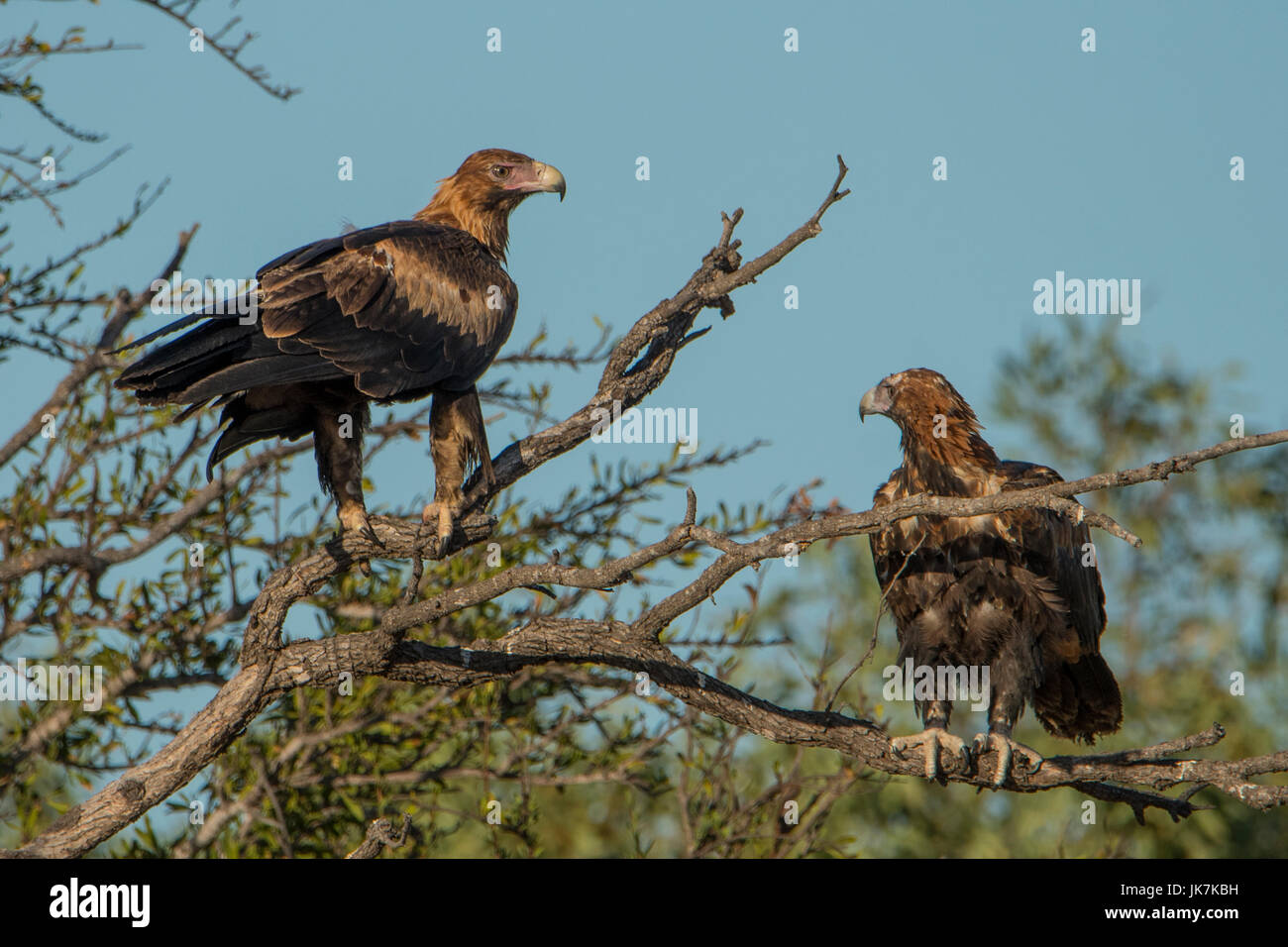Wedge-tailed Eagles, Aquila audax près de Burketown Banque D'Images