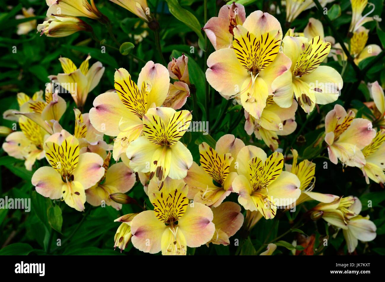 L'Alstroemeria fleurs amitié Lily Lily péruvienne des Incas Banque D'Images