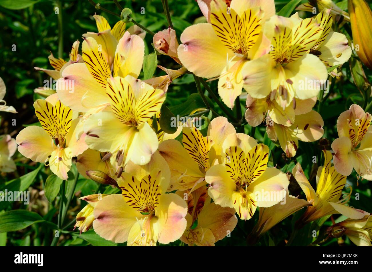 L'Alstroemeria fleurs amitié Lily Lily péruvienne des Incas Banque D'Images