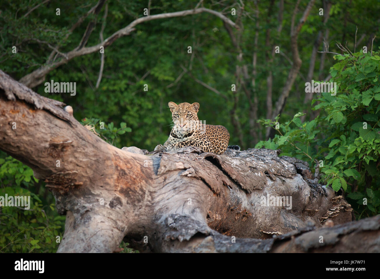 Un Leopard repose sur un arbre tombé, parc de South Luangwa, en Zambie Banque D'Images Un Leopard repose sur un arbre tombé, parc de South Luangwa, en Zambie Banque D'Images