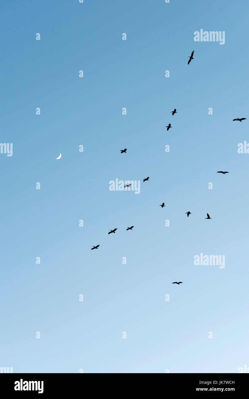 Les oiseaux de mer flotter dans le projet thermique avec la lune dans le ciel. Banque D'Images