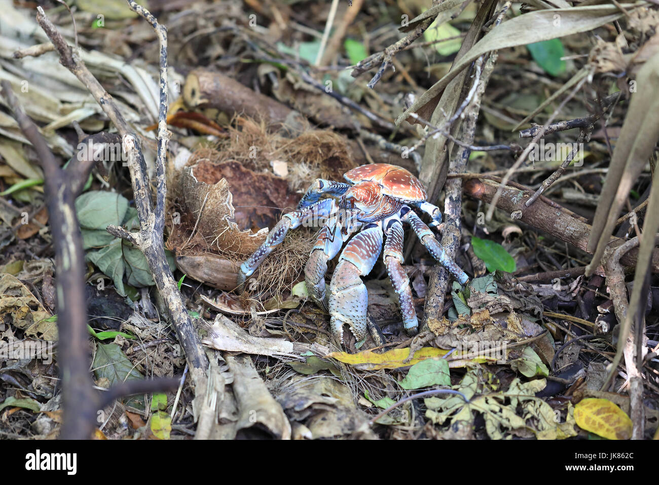 Crabe voleur géant, ou des crabes de cocotiers, sur l'île de Noël - un territoire australien dans l'océan indien Banque D'Images