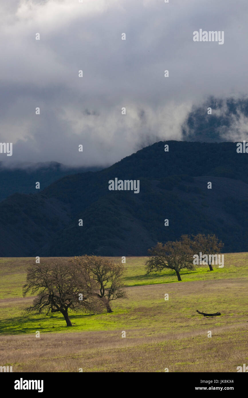 États-unis, Californie, le sud de la Californie, Santa Cruz Mountains, Santa Barbara Wine Country, paysage avec des arbres Banque D'Images