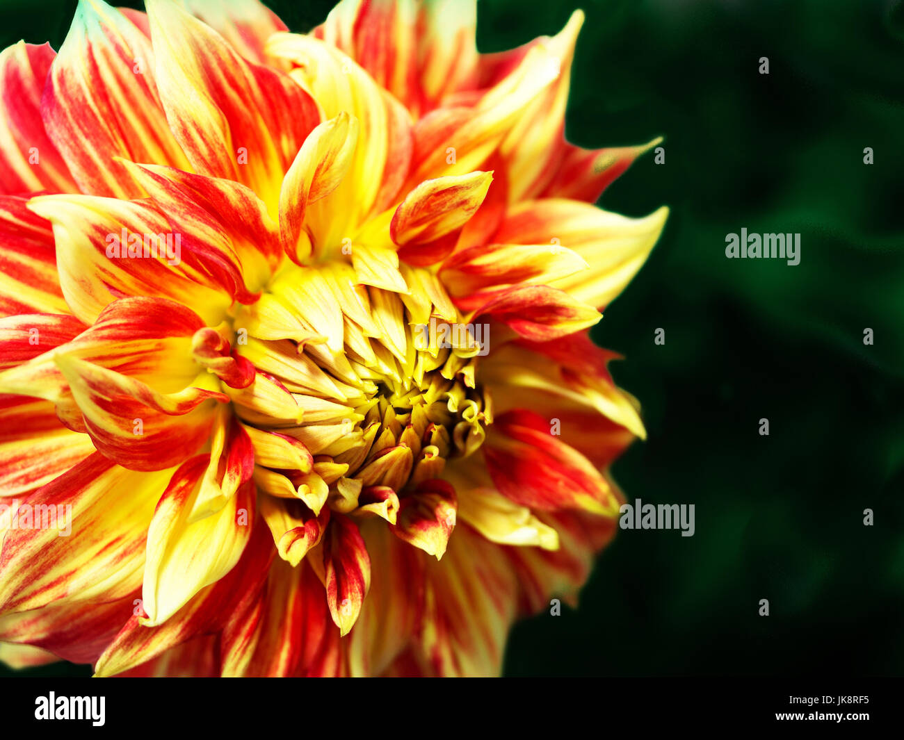 Dahlia d'or et d'écarlate contre vert foncé Banque D'Images