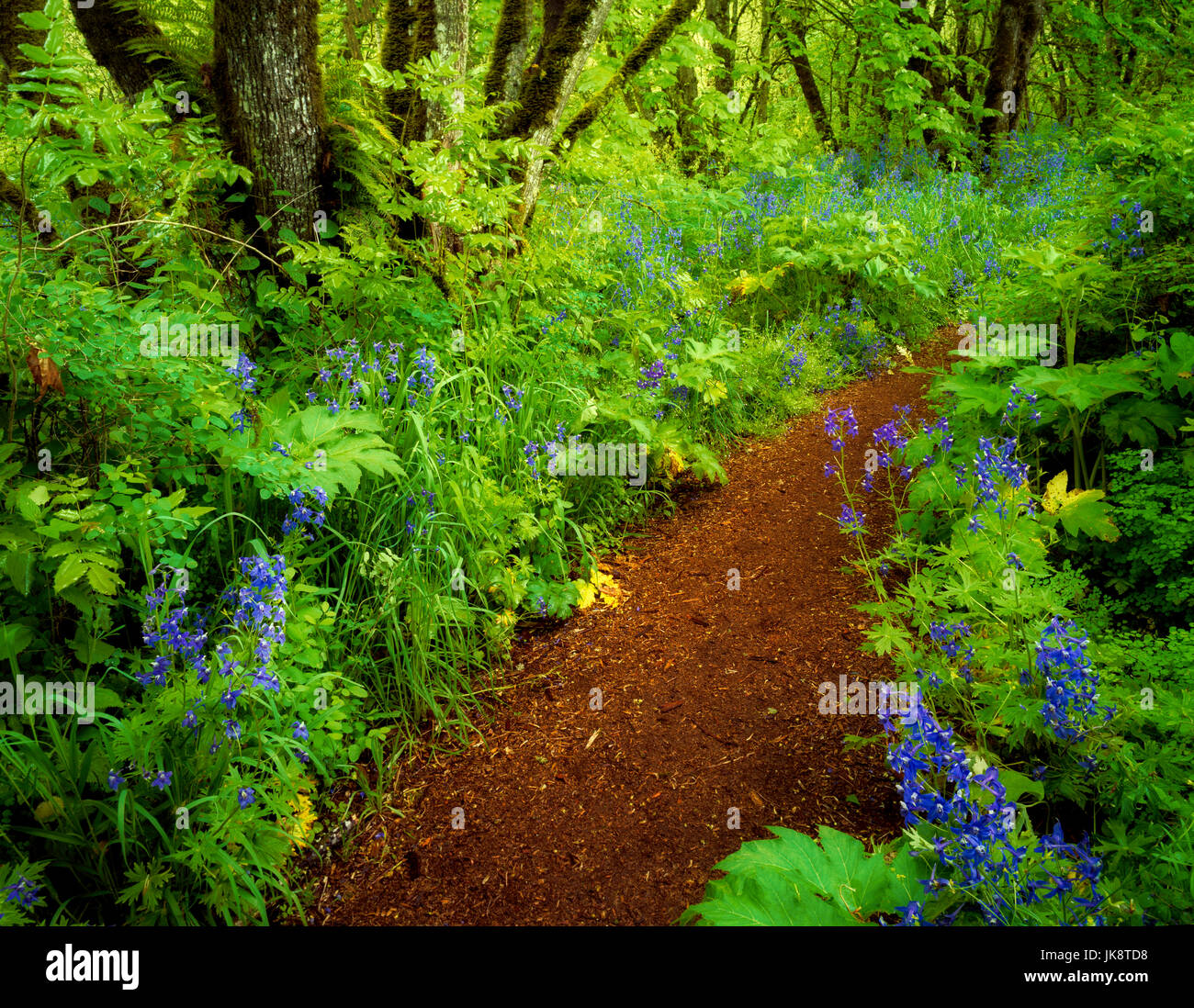 En chemin Mount Pisgah Arboretum avec fleurs bleues. (Delphinium trolliifolium) de l'Oregon. Banque D'Images
