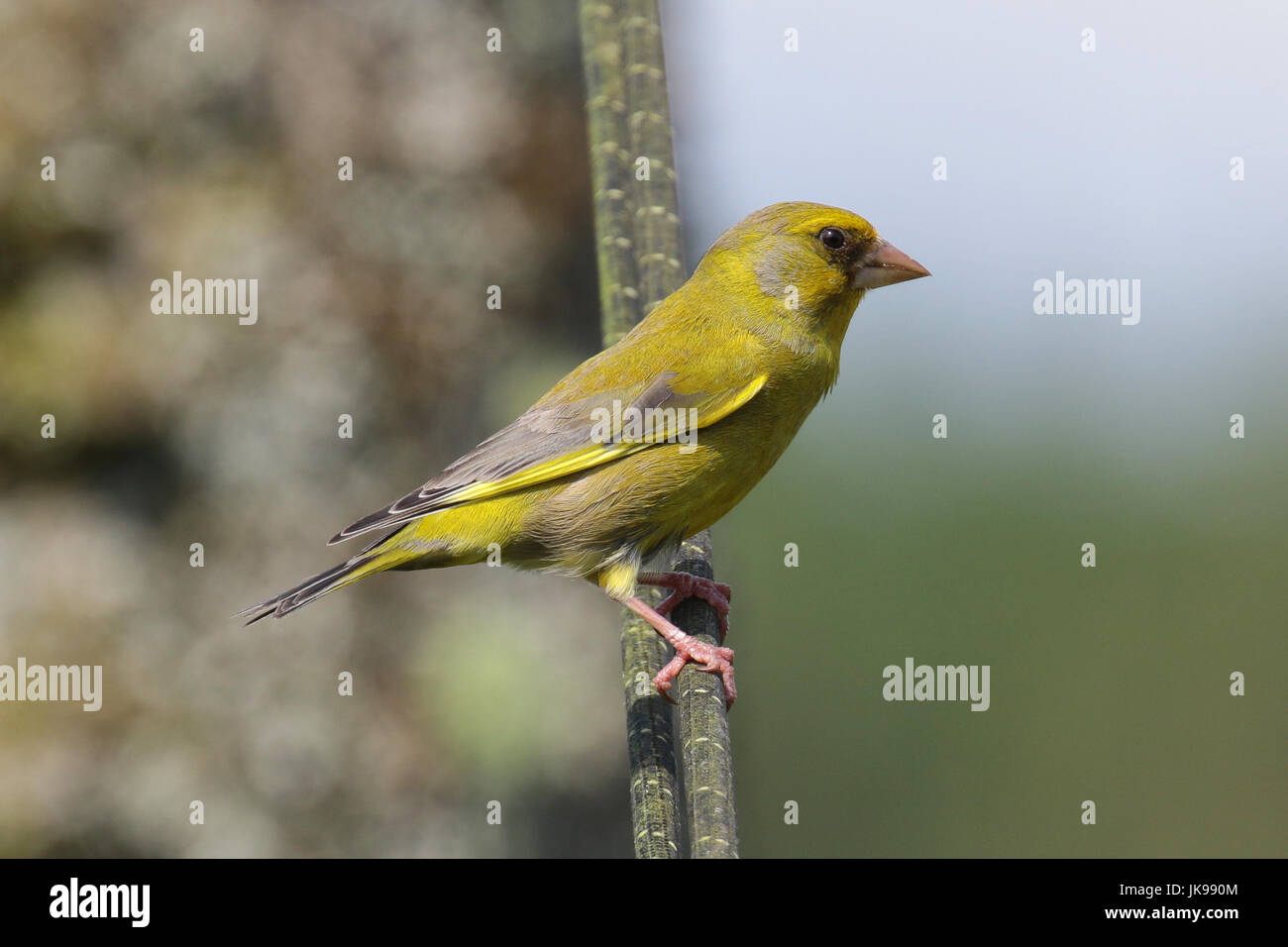 Finch vert perchés dans le soleil Banque D'Images