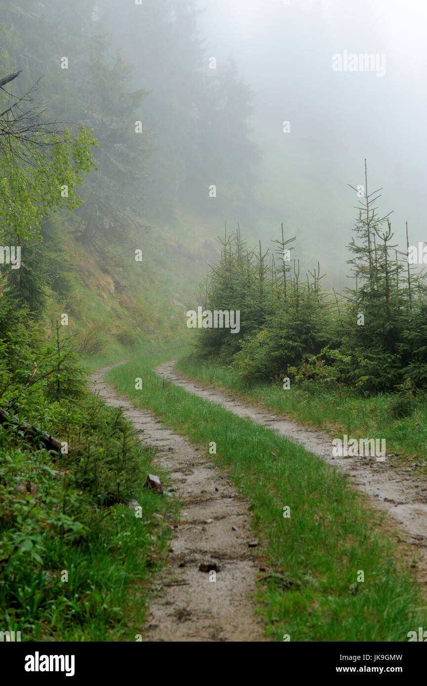 Route de montagne avec brouillard après la pluie en été Banque D'Images
