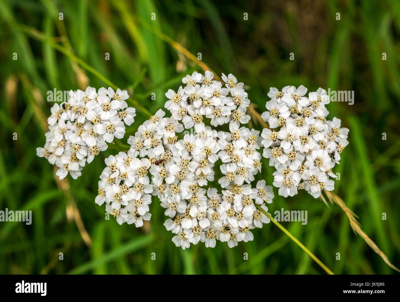 Gros plan de l'herbe commune yarrow, Achillea millefolium. Culture dans l'herbe, Lothian est, Écosse, Royaume-Uni Banque D'Images