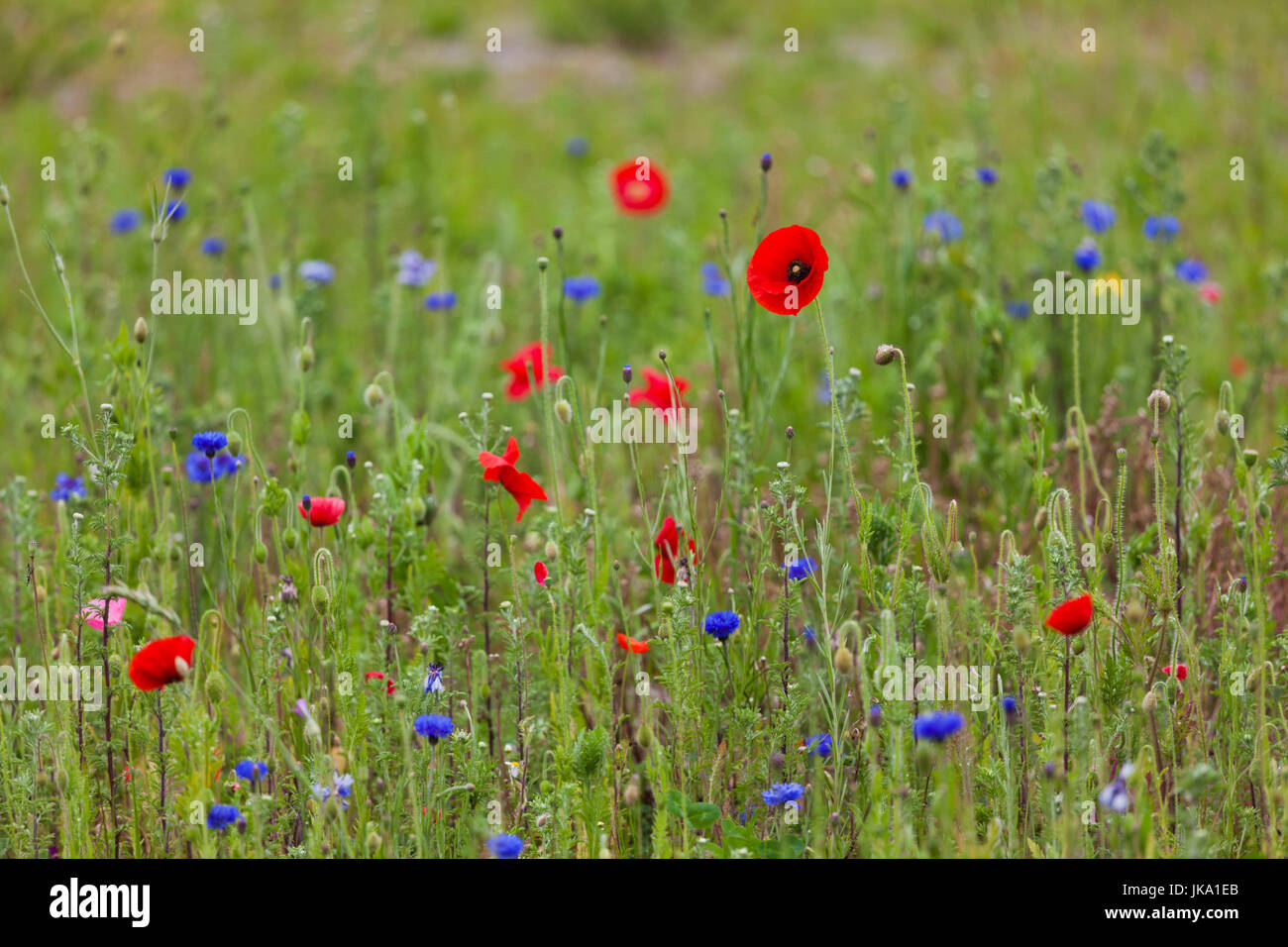 France, Nord-Pas de Calais, département du Nord, la Flandre française, Dunkerque, coquelicots Banque D'Images