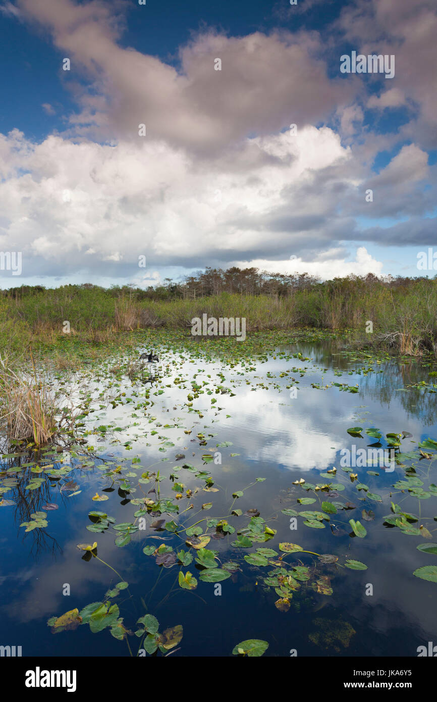 USA, Floride, le Parc National des Everglades, swamp vue depuis l'anhinga Trail Banque D'Images