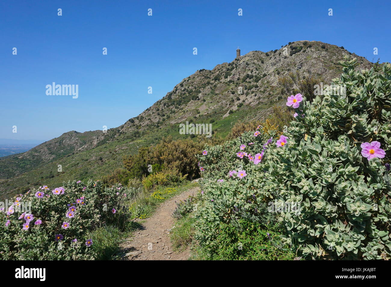 Avec des fleurs Sentier menant à la tour de la Madeloc médiévale dans le massif des Albères, au sud de France, Pyrénées Orientales, Roussillon Banque D'Images
