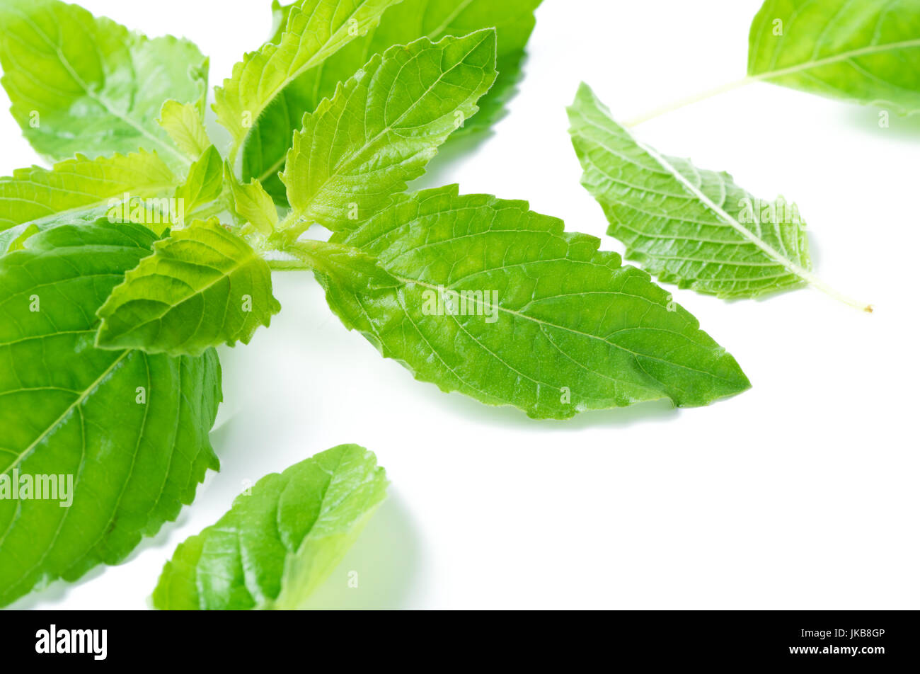 Holy basil leaf isolé sur fond blanc, elle est cultivée pour des fins médicinales et religieuses pour son huile essentielle et une tisane Banque D'Images