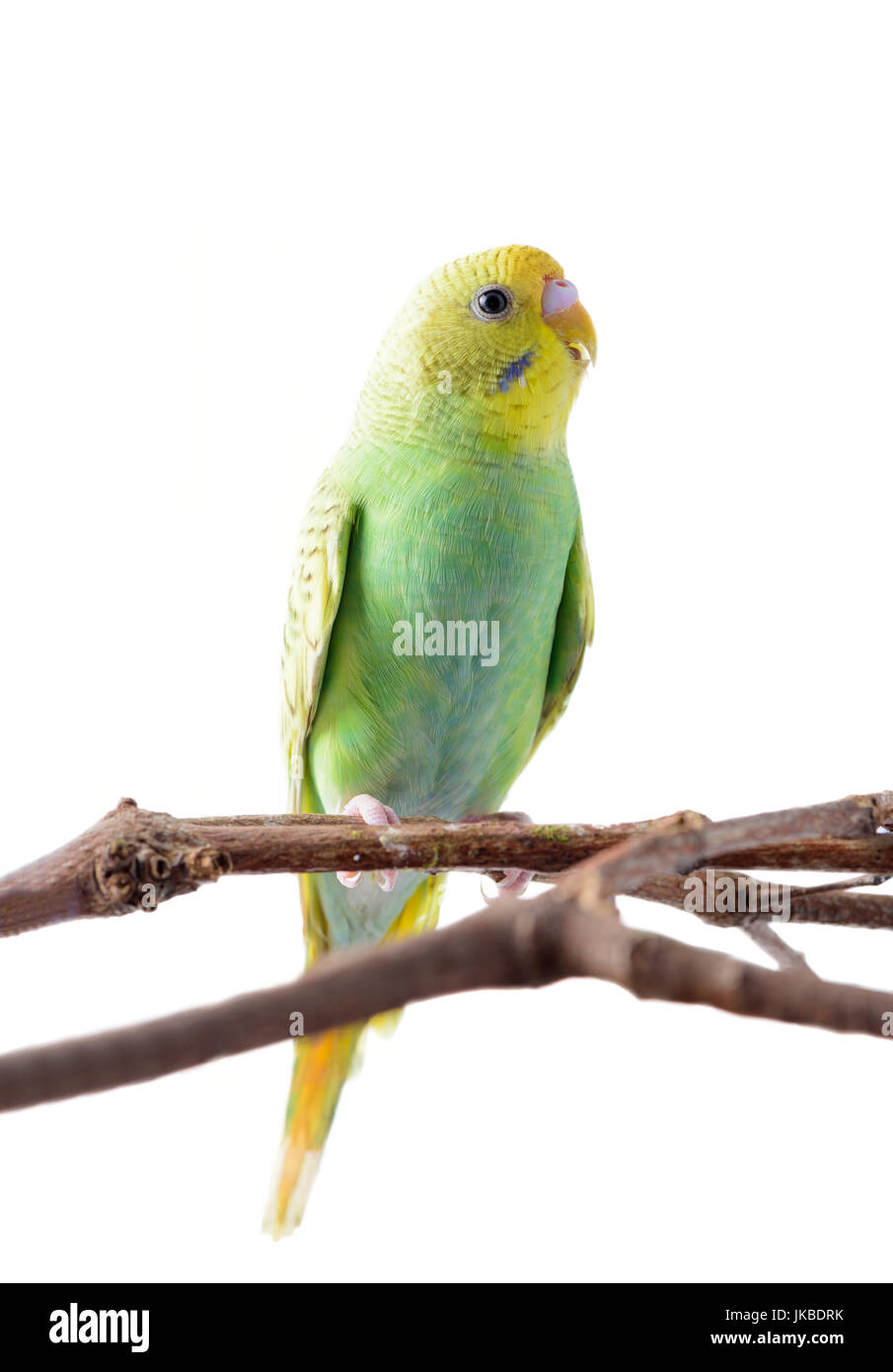 Jaune et vert Perruche ondulée (Melopsittacus undulatus). oiseaux colorés isolé sur fond blanc Banque D'Images