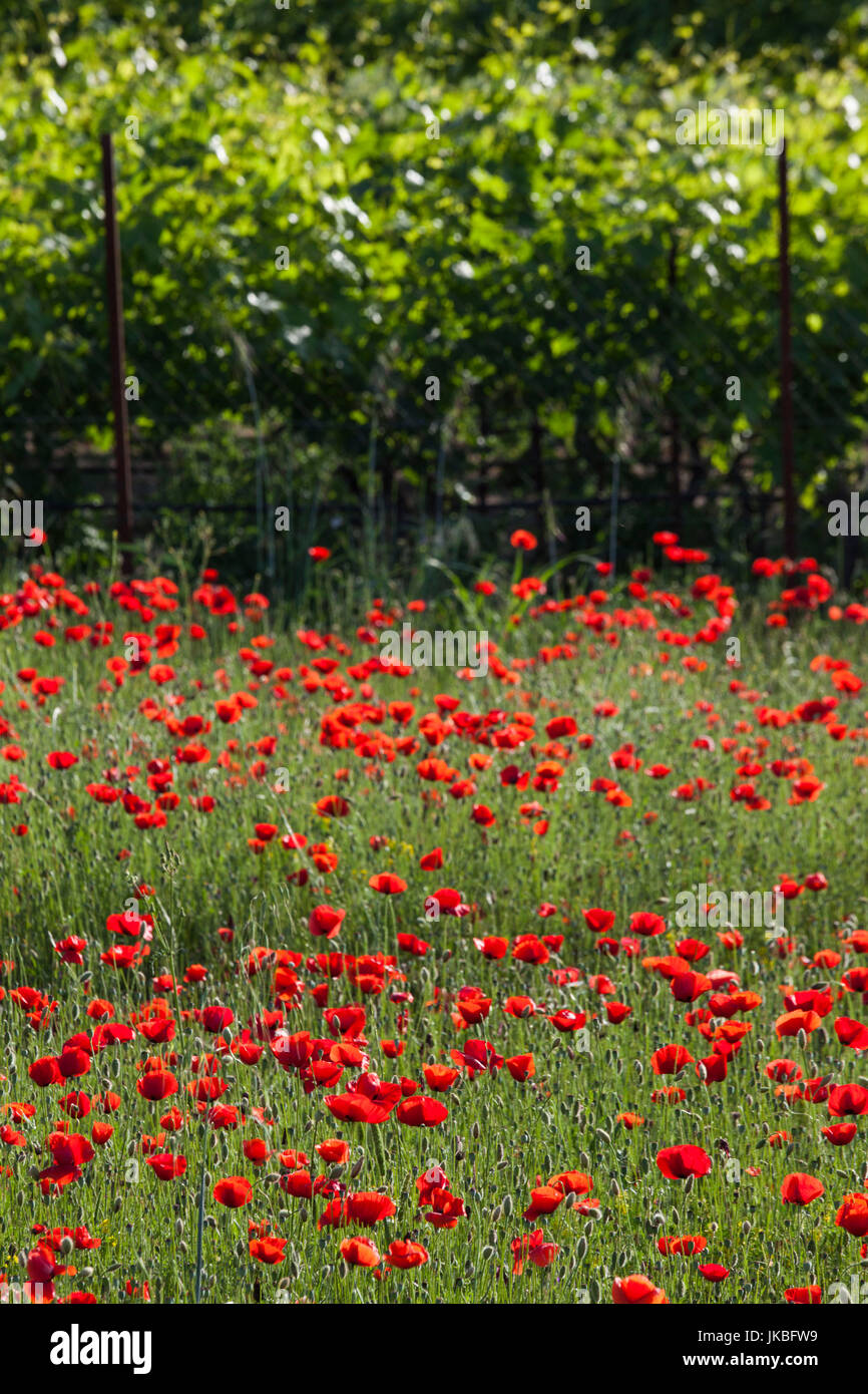 La Grèce, la Macédoine Centrale Région, Dion, champ de coquelicots Banque D'Images