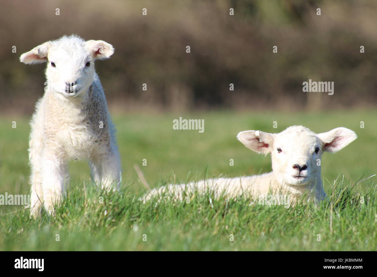 Les agneaux nouveau-nés sur l'herbe Banque D'Images