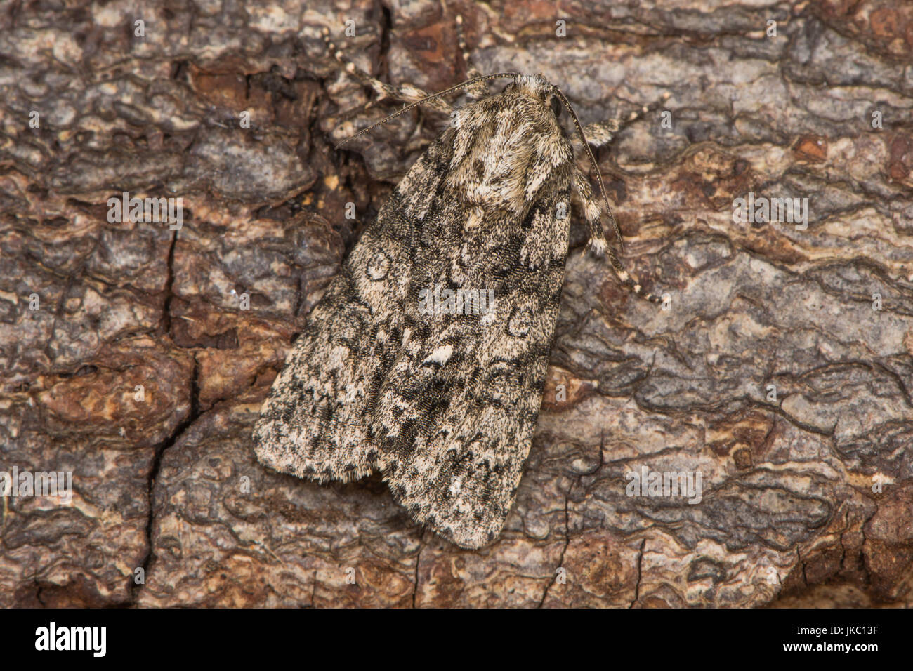 Papillon gris Peuplier (Acronicta megacephala) au repos sur l'écorce. La papillon de la famille des Noctuidae bien camouflée contre l'arrière-plan Banque D'Images