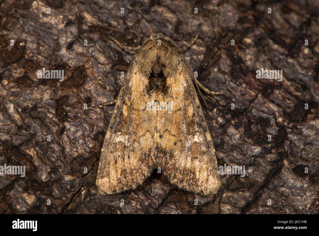Assombri bringé (Apamea epomidion) au repos sur l'écorce. La papillon de la famille des Noctuidae attirés par la lumière à Bath, Somerset, Royaume-Uni Banque D'Images