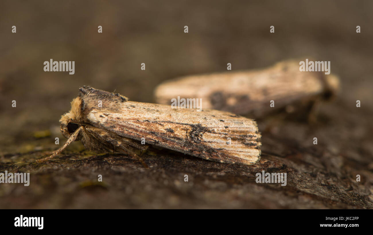 La teigne (Axylia putris flamme) au repos sur l'écorce. La papillon de la famille des Noctuidae attirés par la lumière à Bath, Somerset, Royaume-Uni Banque D'Images