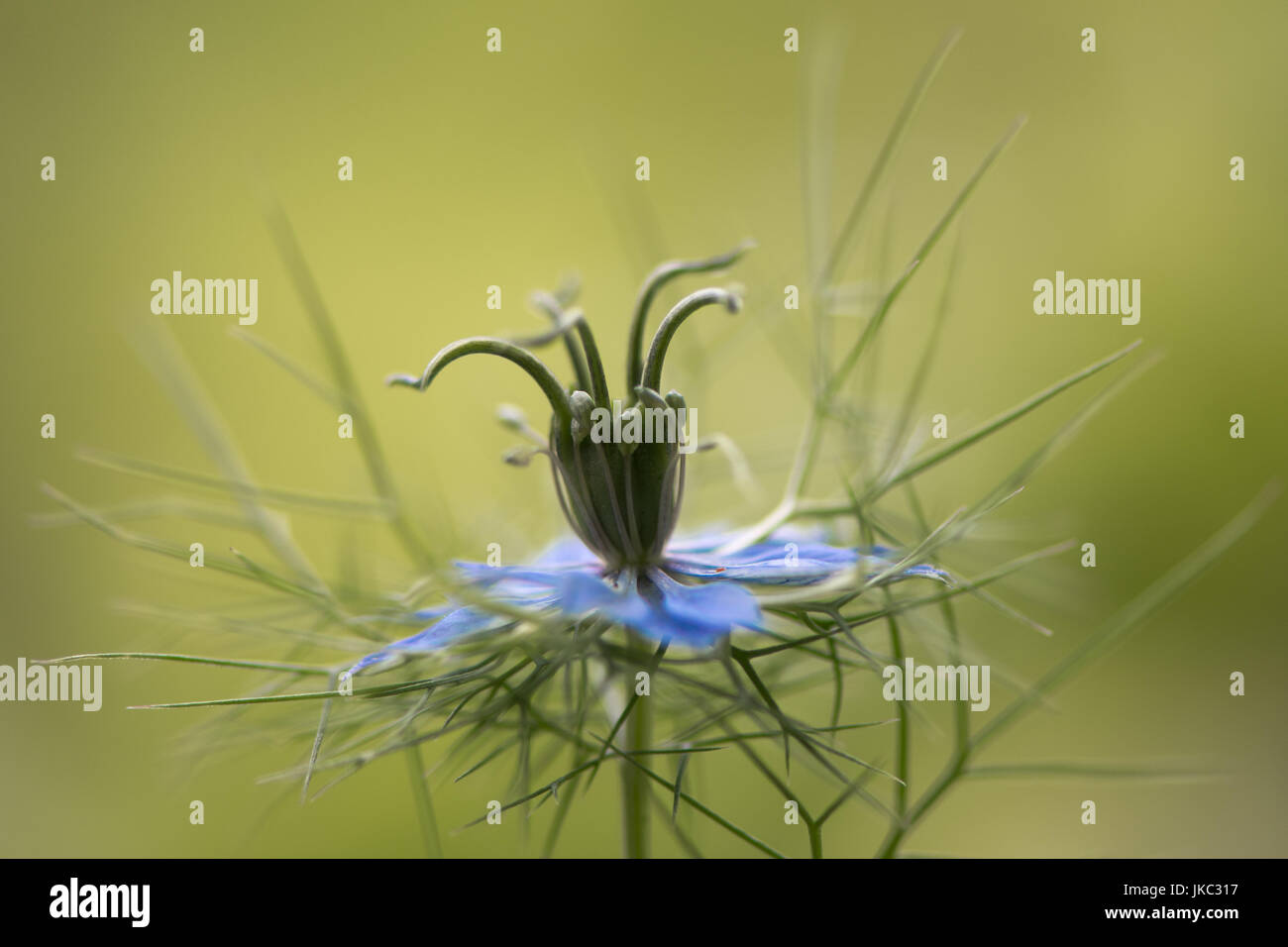Love-dans-un-mist (Nigella damascena flower) et les bractées. Fleur Bleue de l'anglais Chalet jardin plante, de la famille des Ranunculaceae, aka ragged lady Banque D'Images