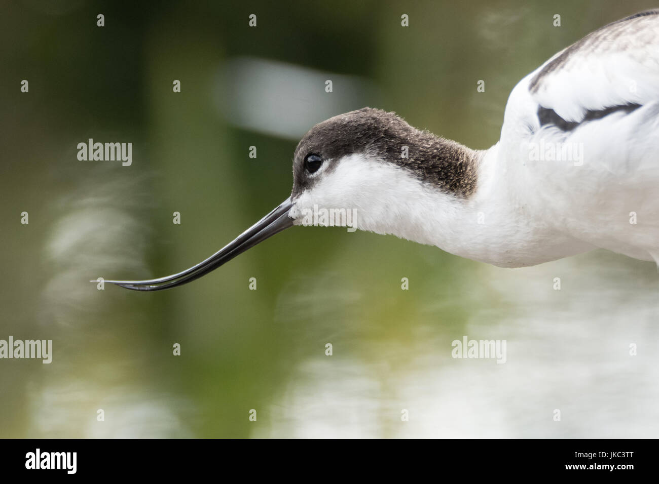 Avocette élégante (Recurvirostra avosetta) tête et bec. Grand échassier noir et blanc dans l'avocette et famille sur échasses, Recurvirostridae Banque D'Images