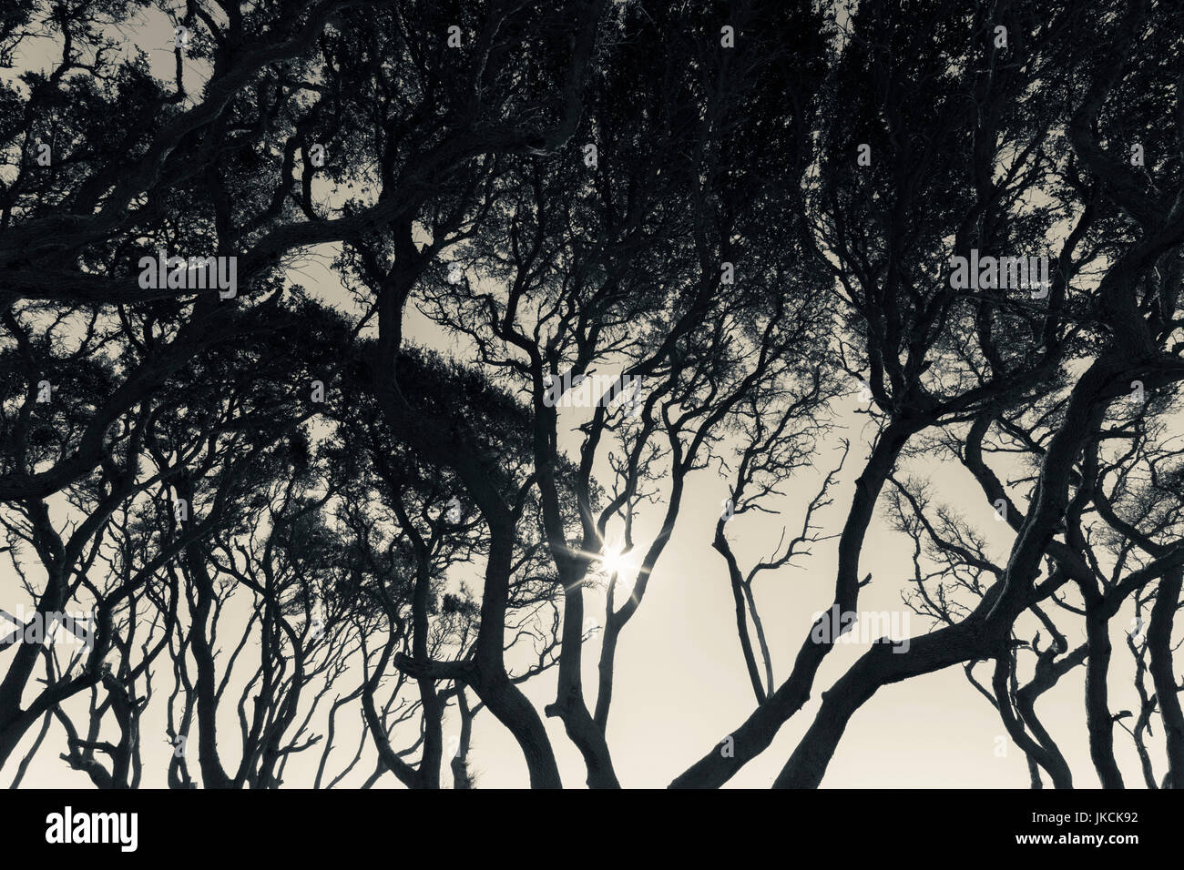 USA, North Carolina, Kure Beach, plage d'arbres Banque D'Images