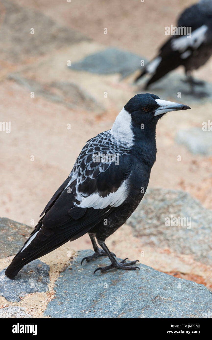 L'Australie, Western Australia, Perth, Kings Park, Australie de l'Ouest Jardin Botanique, Australian Magpie, cracticus tibicen Banque D'Images