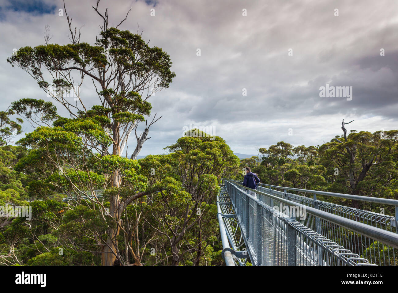 L'Australie, l'ouest de l'Australie, le sud-ouest, Walpole-Nornalup, Valley of the Giants Tree Top Walk, de l'allée au-dessus des arbres tingle géant Banque D'Images