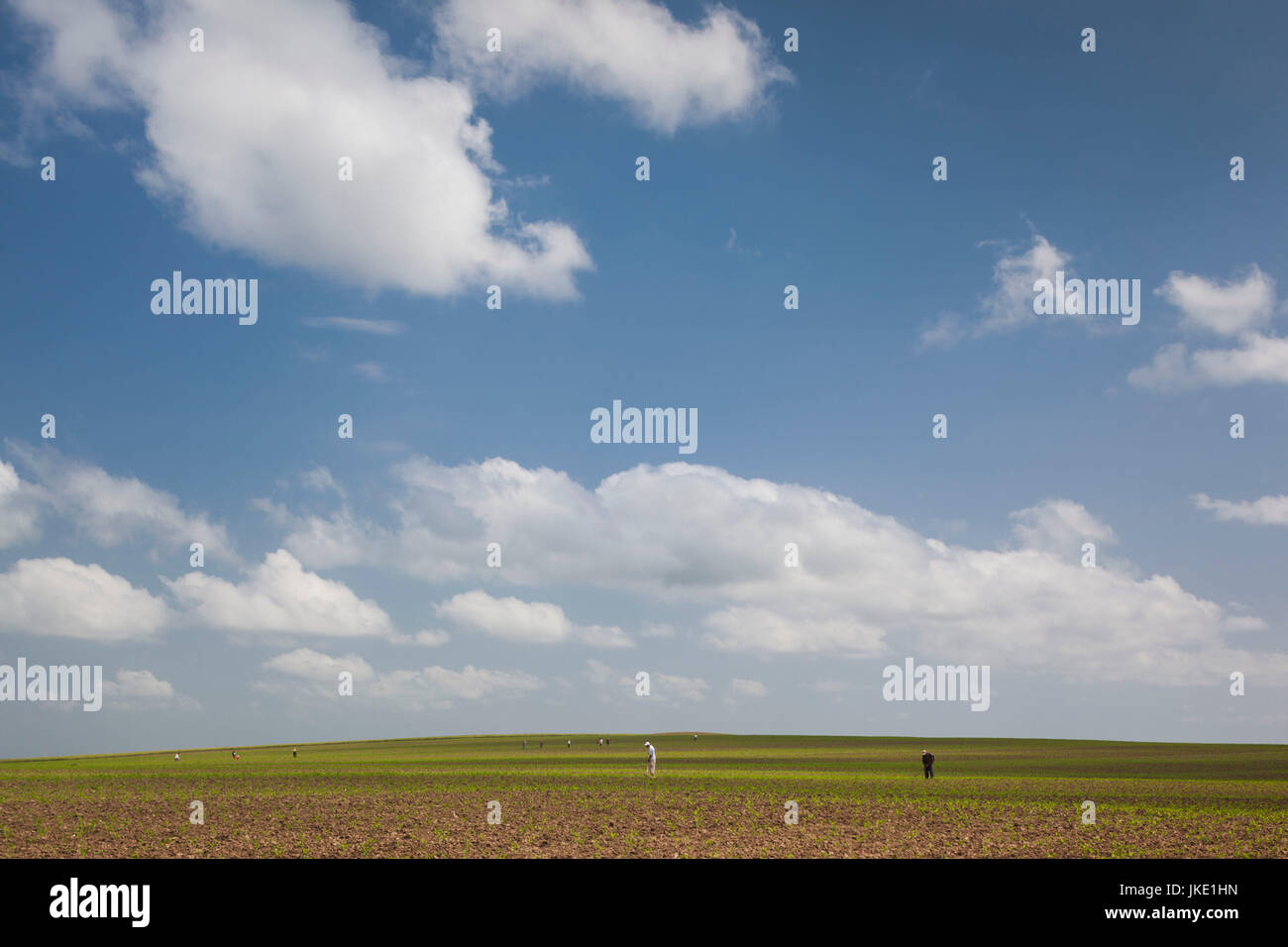 La Roumanie, le Delta du Danube, Bestepe, champs agricoles, printemps Banque D'Images