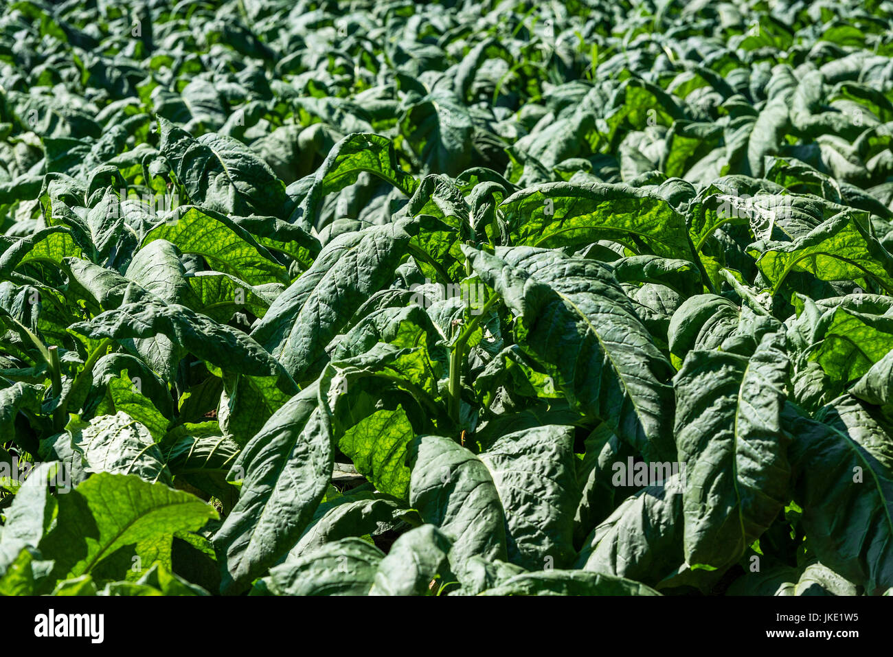 Les plants de tabac poussant dans un champ, Tennessee, USA. Banque D'Images