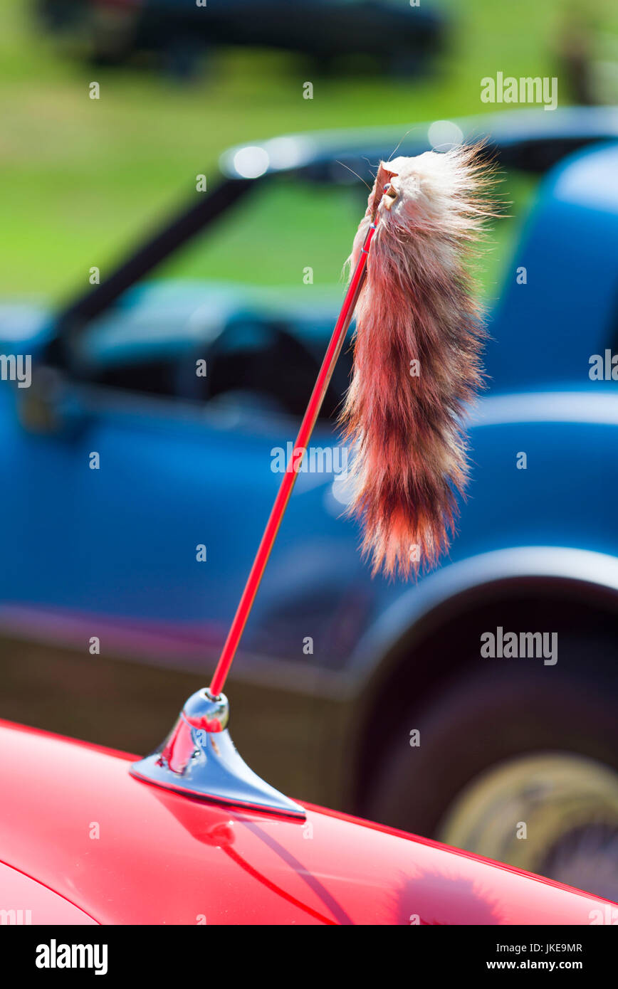 Queue de tigre attachée à l'antenne de la voiture Banque de photographies  et d'images à haute résolution - Alamy