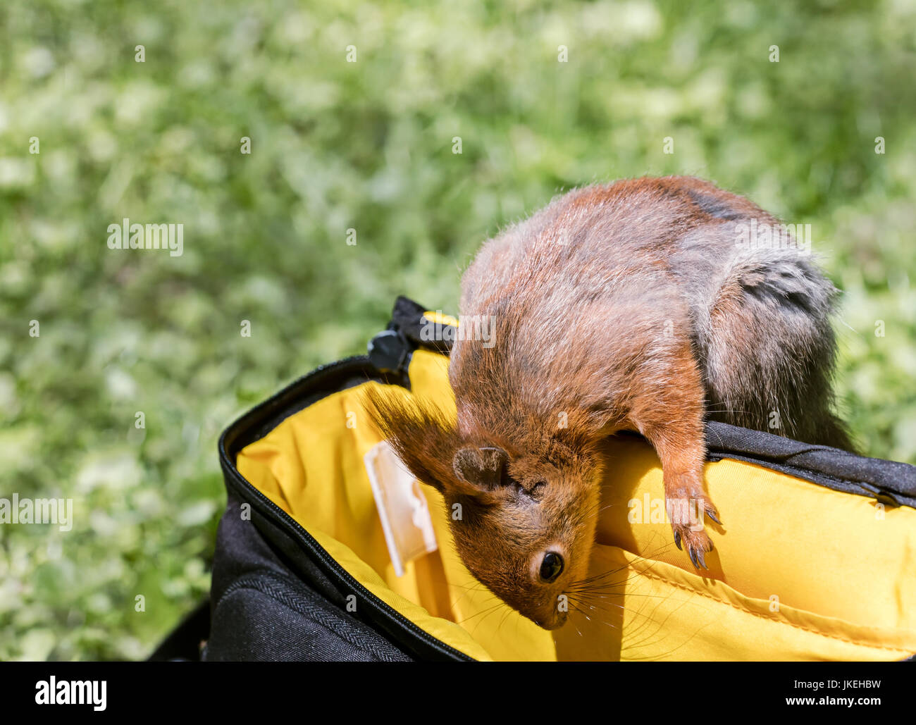 Drôle à l'écureuil roux en sac photo à la recherche de nourriture dans la région de city park Banque D'Images