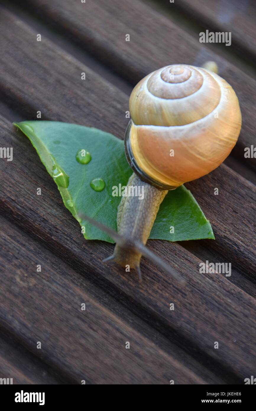 Helix pomatia, Gastropoda, escargots Banque D'Images
