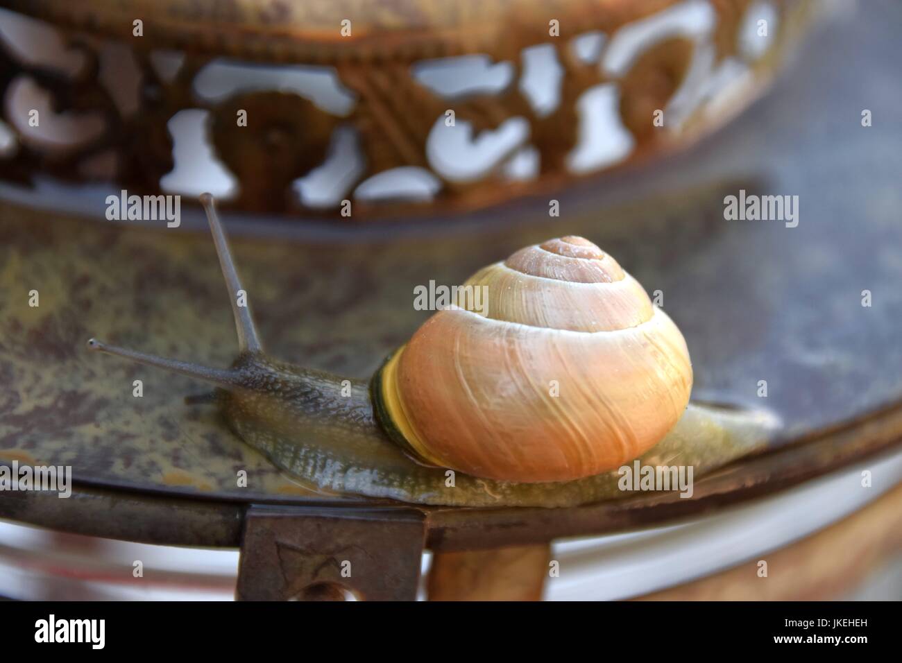Helix pomatia, Gastropoda, escargots Banque D'Images