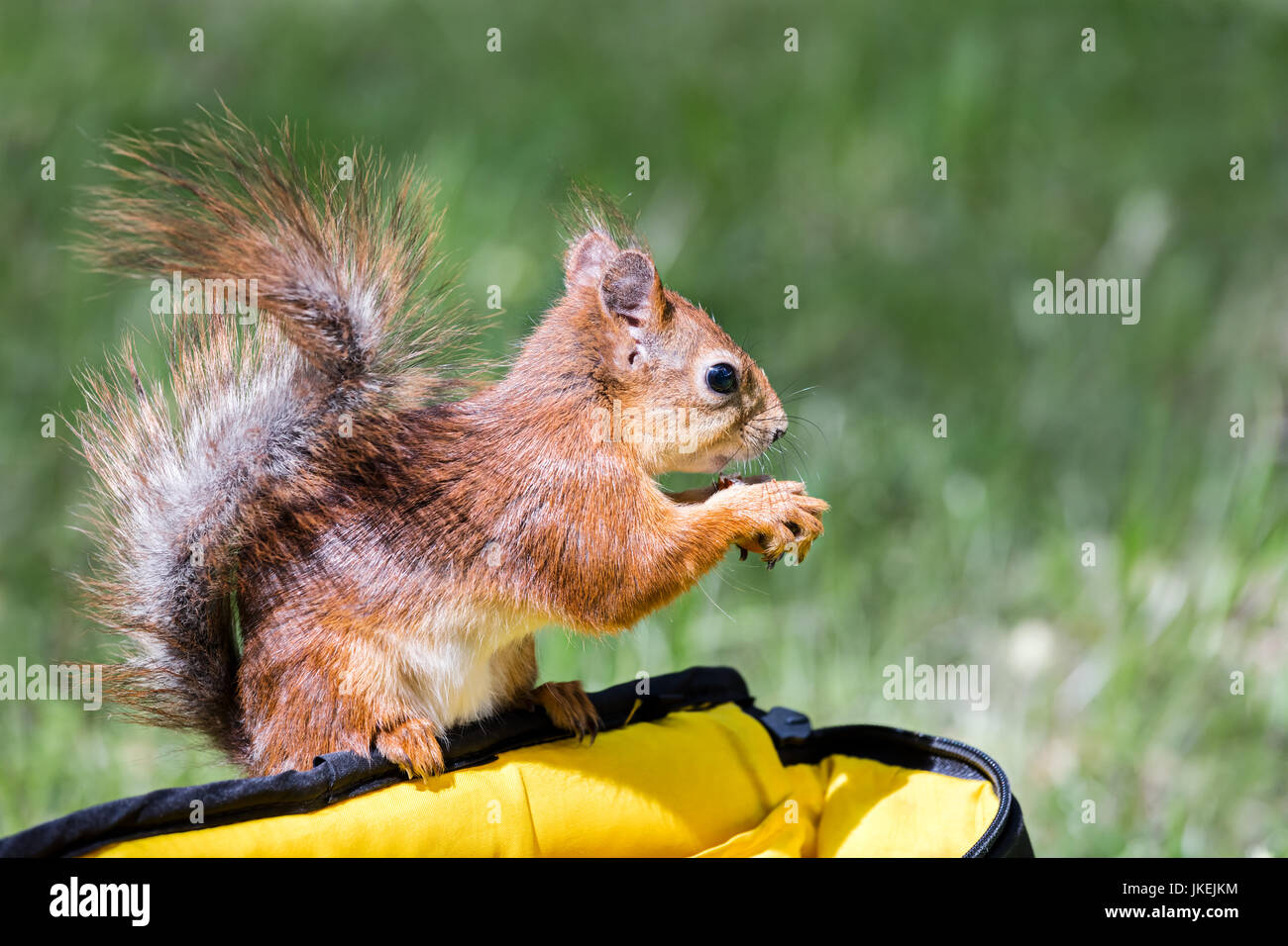 Petit Écureuil roux assis sur le sac et la tenue d'un écrou sur fond d'herbe d'été brouillée Banque D'Images