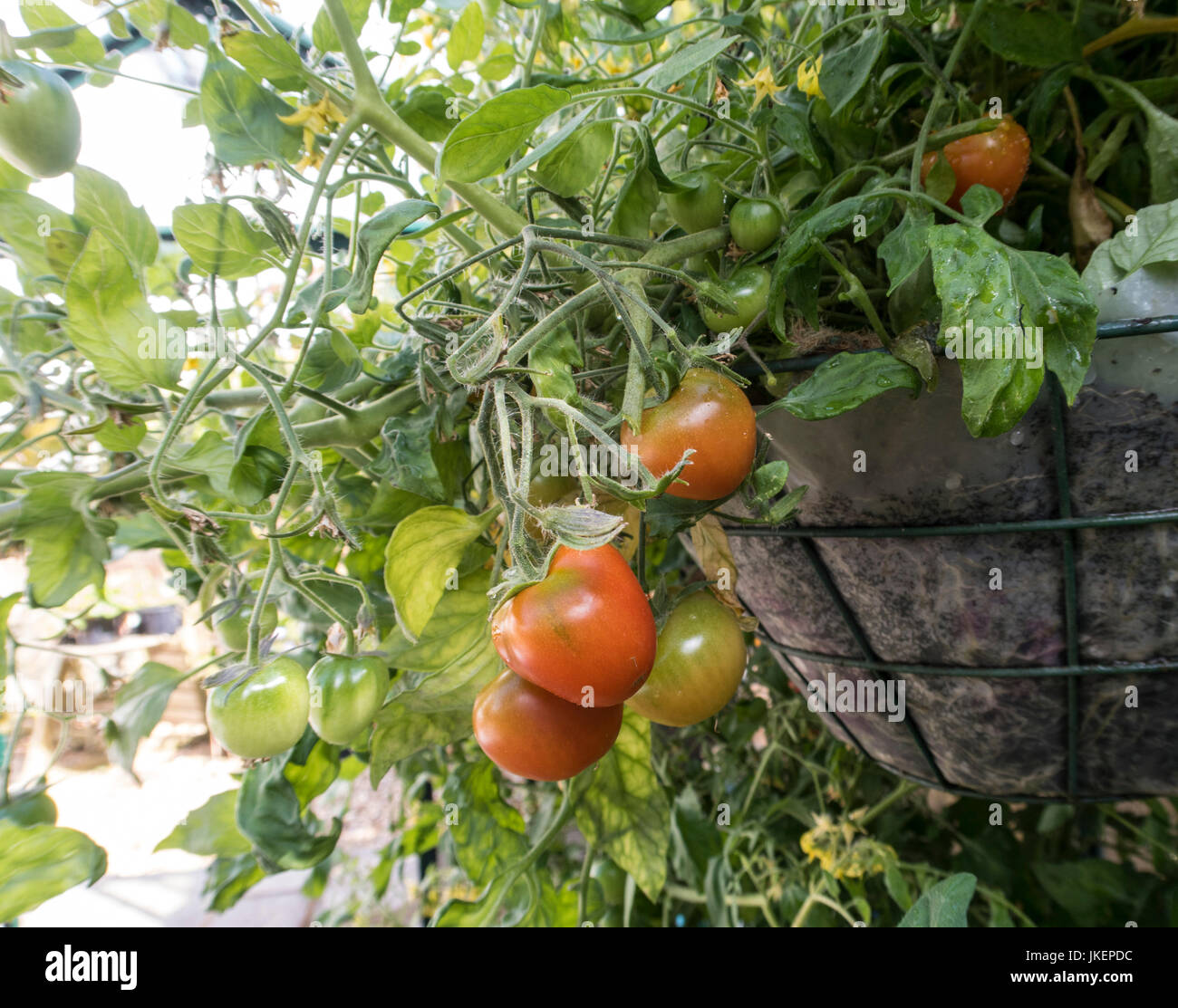 Tomate Tumbling Tom red Bush, Lycopersicon esculentum, croissante en suspensions dans une serre. Banque D'Images