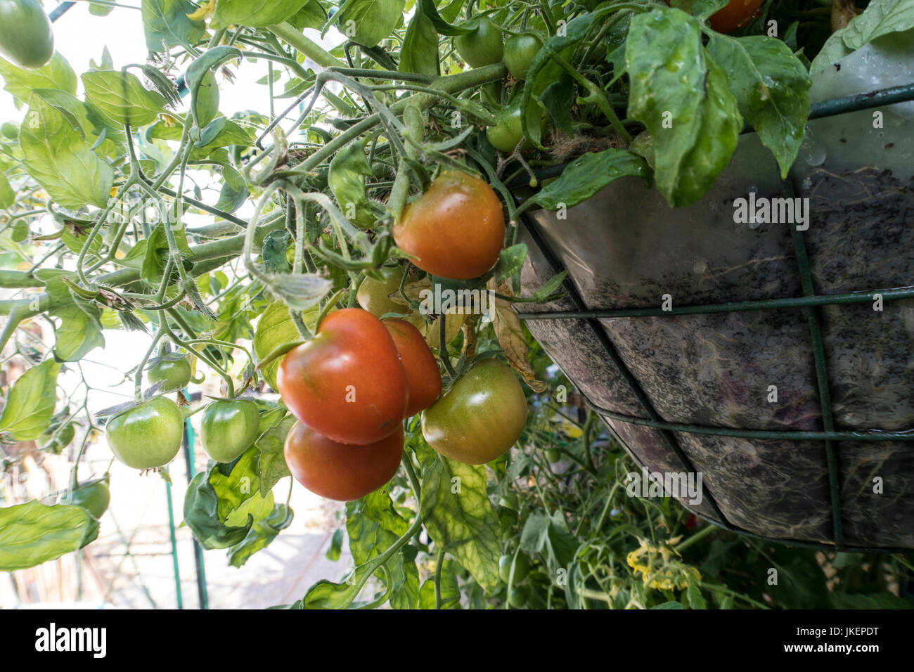Tomate Tumbling Tom red Bush, Lycopersicon esculentum, croissante en suspensions dans une serre. Banque D'Images