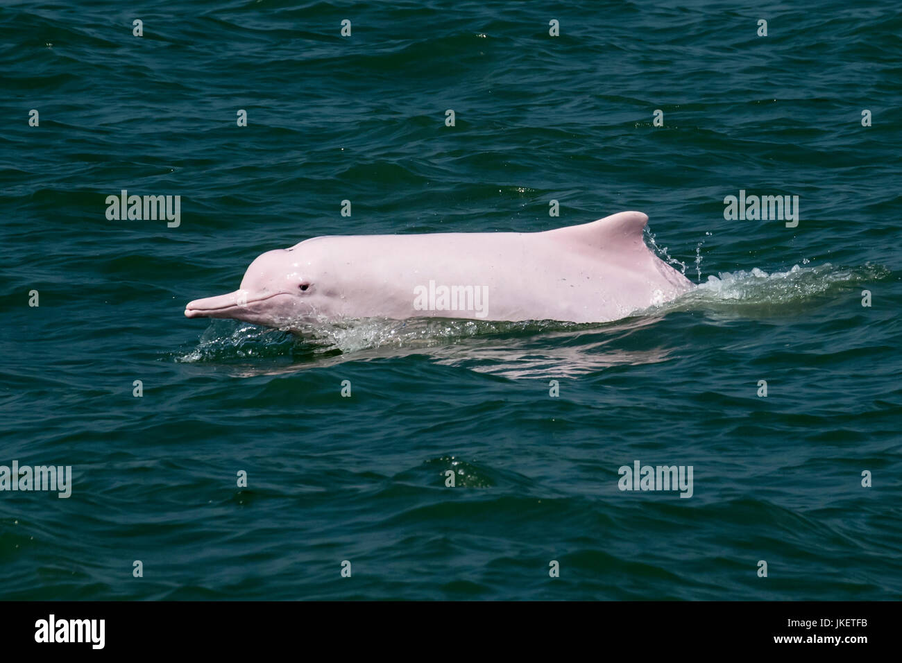 Un dauphin à bosse de l'Indo-Pacifique adultes (Sousa chinensis) émerge dans les eaux de Hong Kong. Cette espèce côtière fait face à de nombreuses menaces provenant d'êtres humains. Banque D'Images
