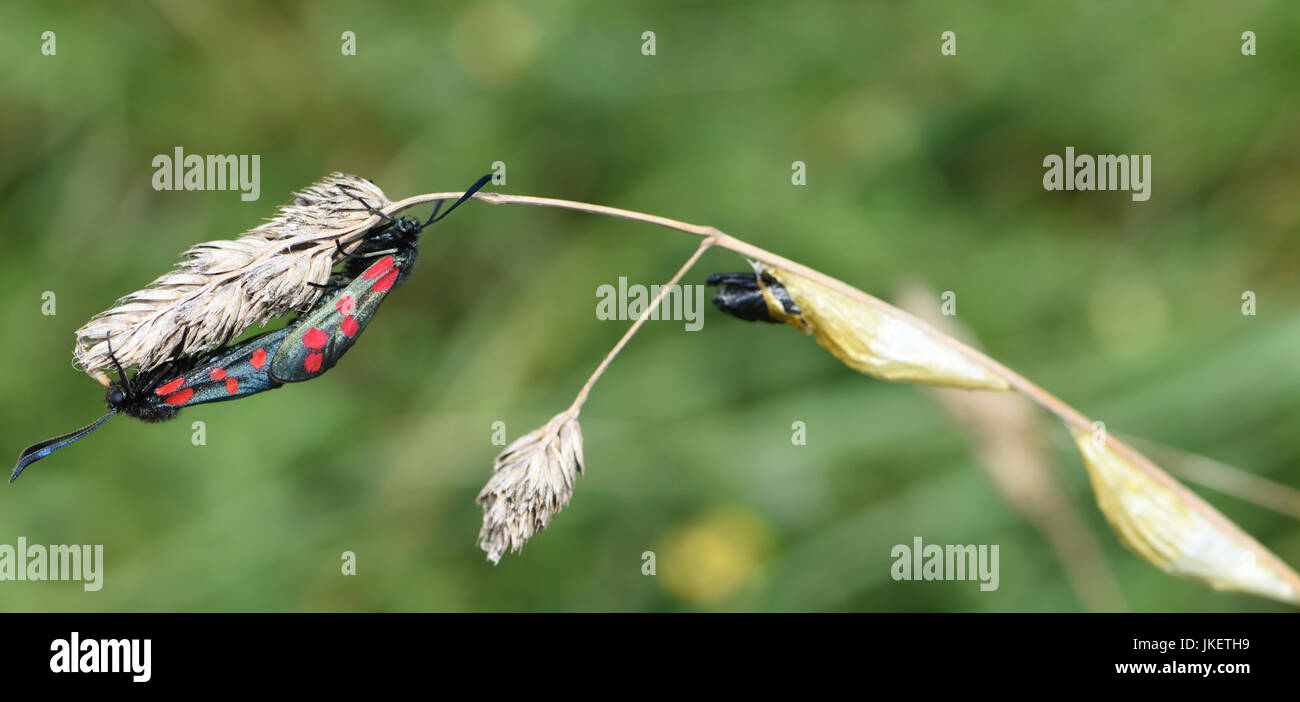 La journée-battant Six-spot burnet moth (Zygaena filipendulae) l'accouplement sur une herbe capitule près de cocons d'où ils ont probablement tout juste de sortir. Banque D'Images
