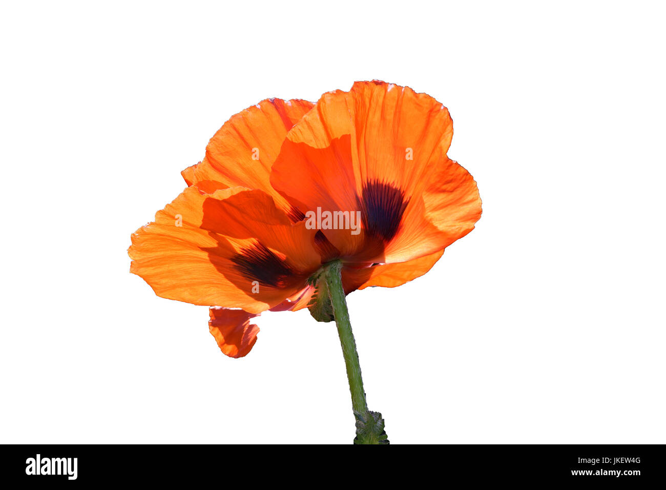 Pavot d'orient rouge isolated on white Banque D'Images