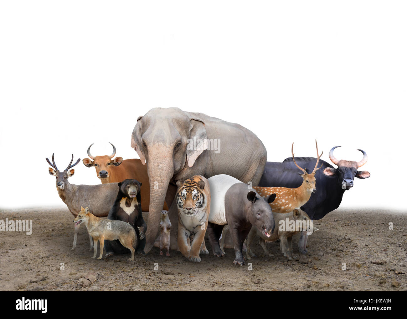 Groupe d'Asie animaux debout sur le terrain Banque D'Images