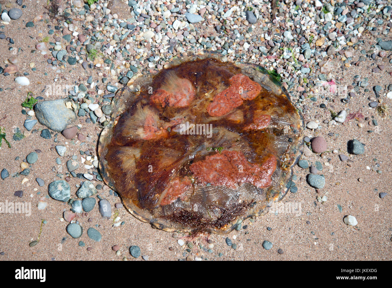 L'Écosse. West Kilbride. Les méduses morts échoués sur la plage. Banque D'Images