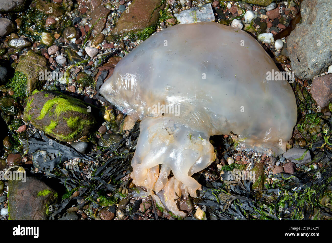 L'Écosse. West Kilbride. Les méduses morts échoués sur la plage. Banque D'Images
