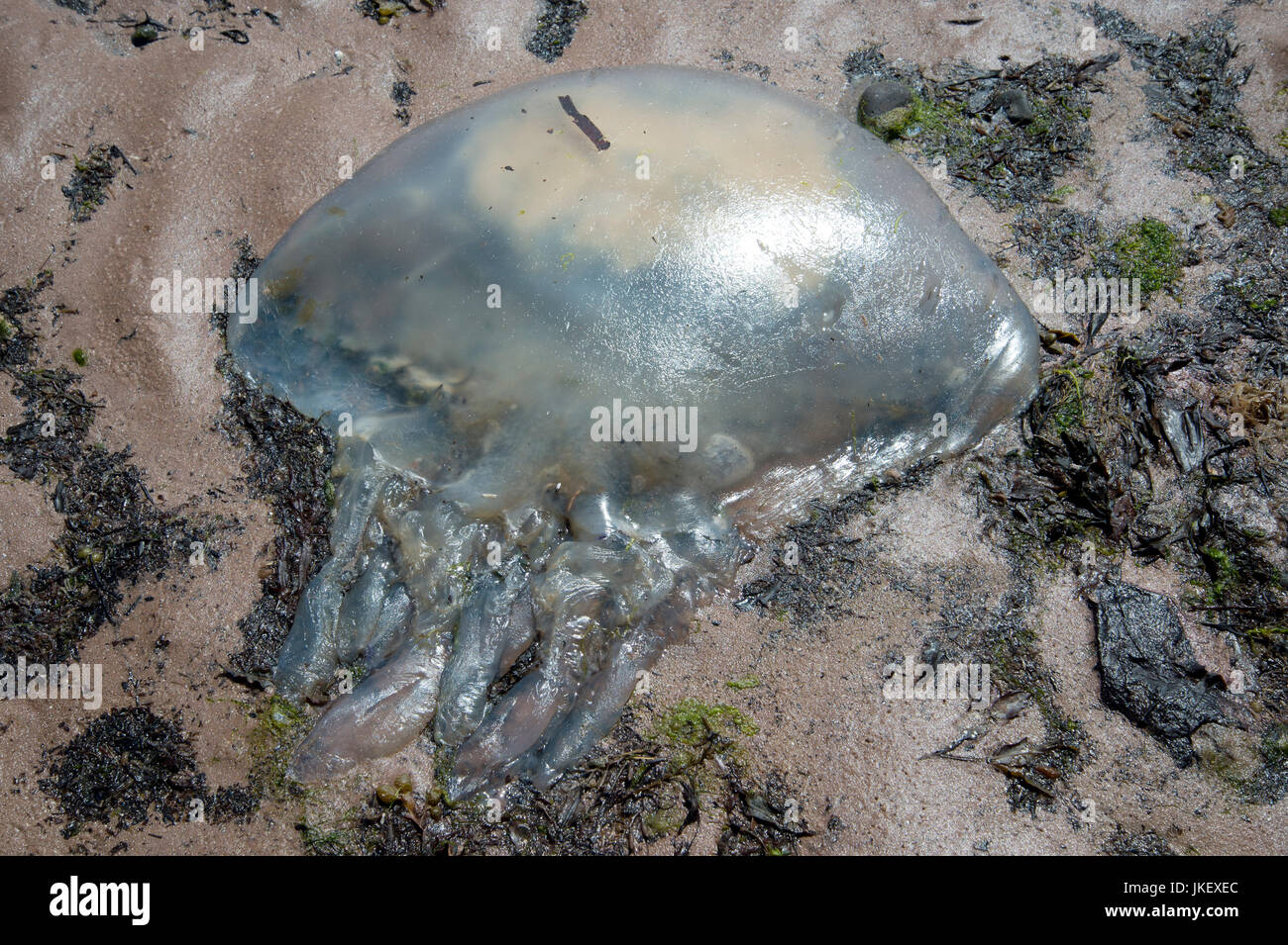 L'Écosse. West Kilbride. Les méduses morts échoués sur la plage. Banque D'Images