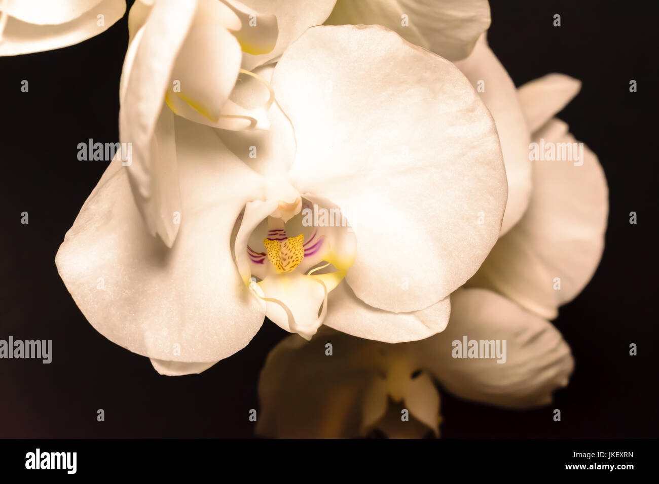 Orchidée phalaenopsis blanc global ou ou espèce d'orchid fleurs sur fond sombre Banque D'Images