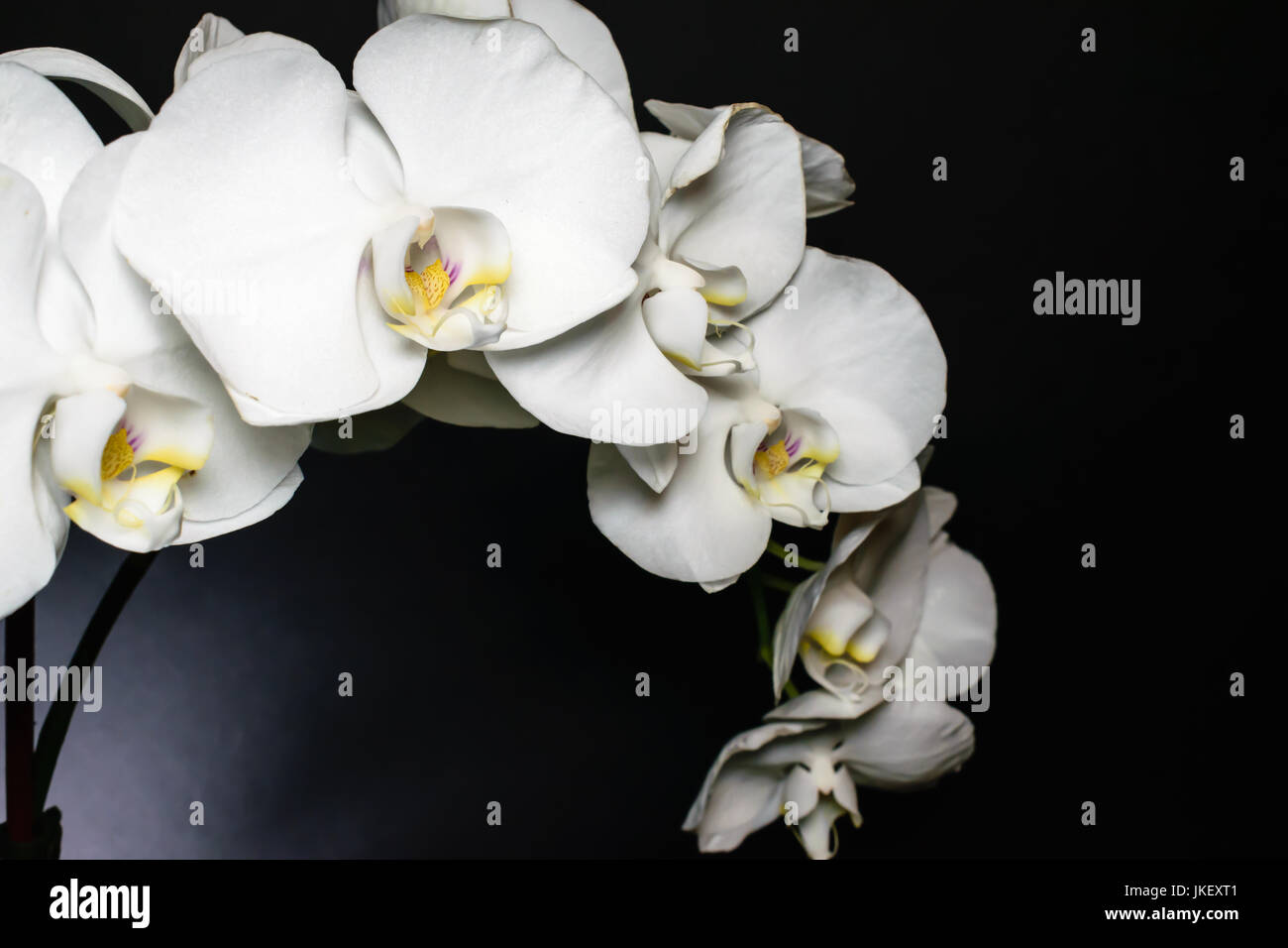 Orchidée phalaenopsis blanc global ou ou espèce d'orchid fleurs sur fond sombre Banque D'Images