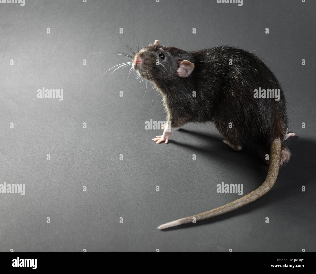 Rat gris Animal Gros plan sur un fond noir Banque D'Images