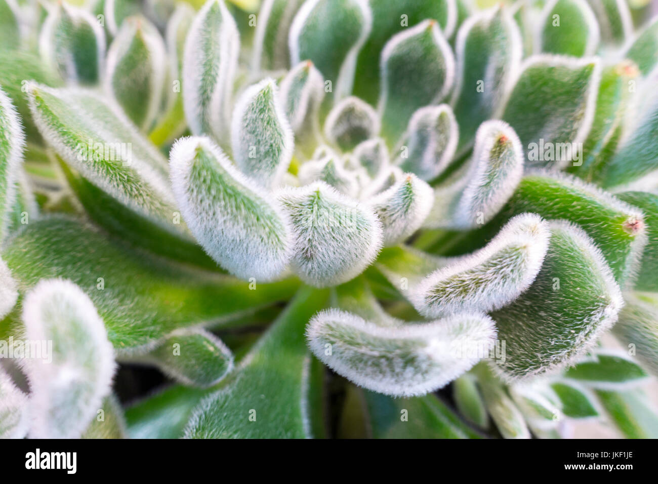 Close up, vert, plante succulente, blanc flurry, full frame Banque D'Images